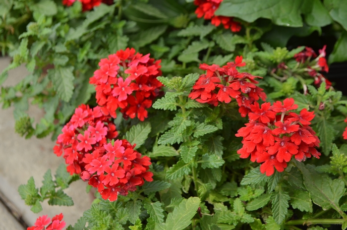 EnduraScape™ Red Verbena - Verbena 'EnduraScape Red ' from Kings Garden Center