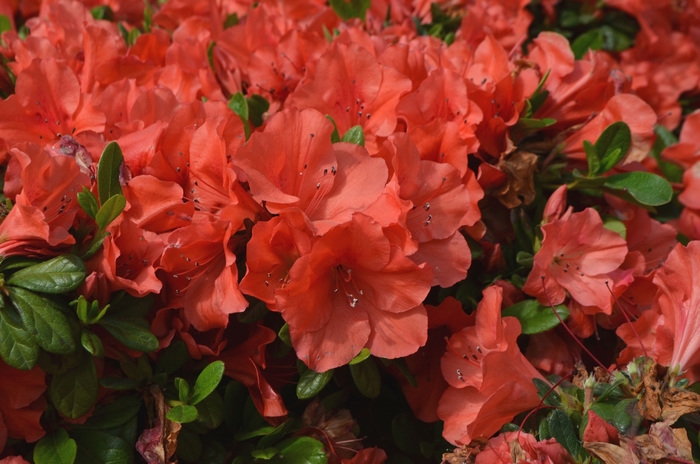 Encore® Azalea - Rhododendron 'Autumn Sunset™' from Kings Garden Center