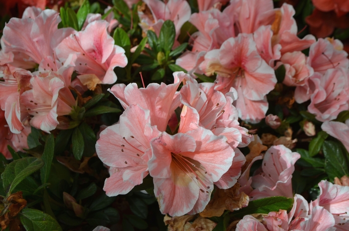 Encore® Azalea - Rhododendron 'Autumn Sunburst™' from Kings Garden Center