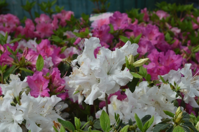 Encore® Azalea - Rhododendron 'Autumn Lily™' from Kings Garden Center