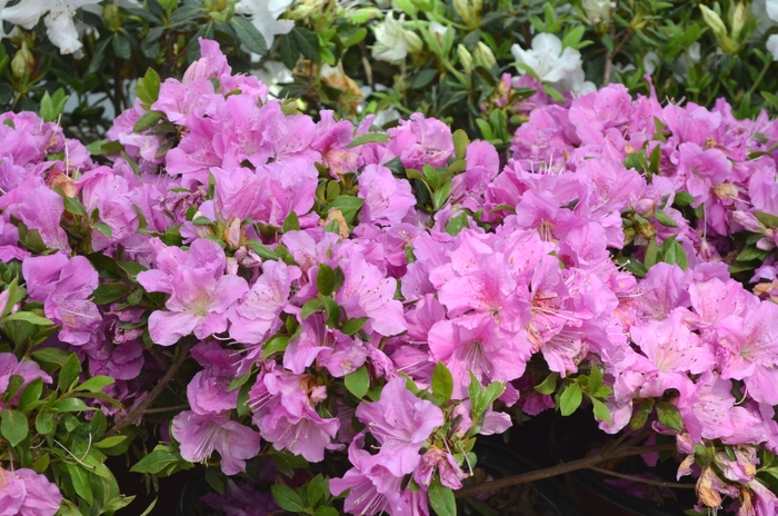 Encore® Azalea - Rhododendron 'Autumn Lilac™' from Kings Garden Center