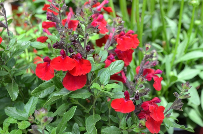 Mirage™ Cherry Red Sage - Salvia greggii from Kings Garden Center