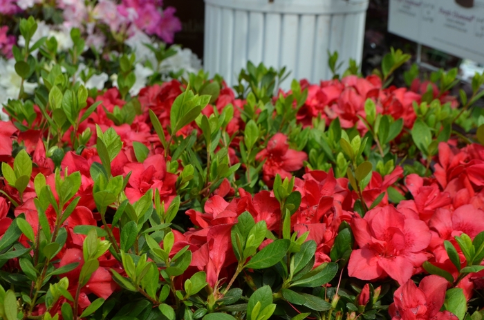 Encore® Azalea - Rhododendron hybrid 'Robleza' from Kings Garden Center