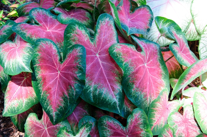 Fancy-leaf Caladium - Caladium 'Rose Glow' from Kings Garden Center