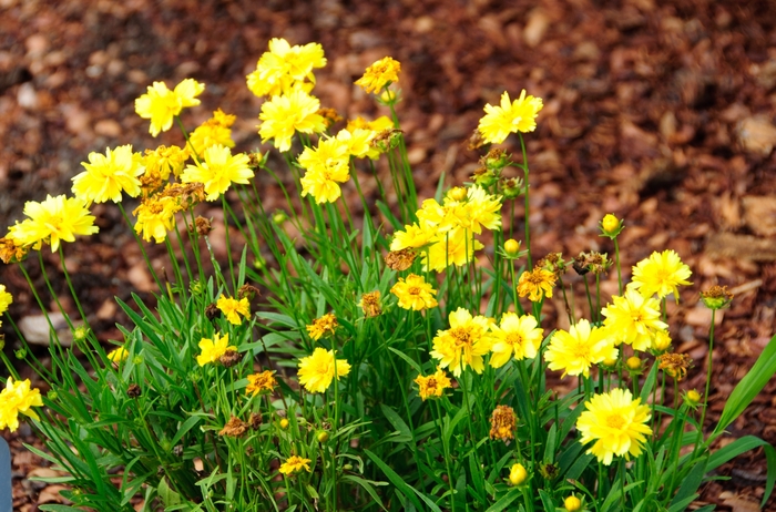 Leading Lady Tickseed - Coreopsis 'Lauren' from Kings Garden Center