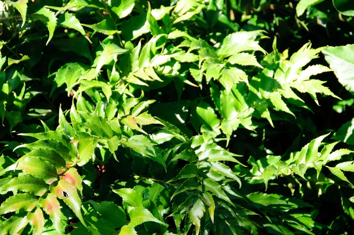 Holly Fern - Cyrtomium falcatum 'Rochfordianum' from Kings Garden Center