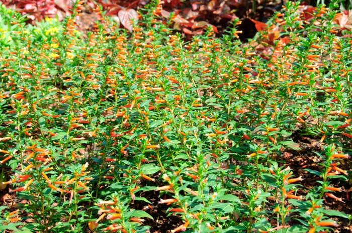 Large Firecracker Plant - Cuphea hybrid 'Vermillionaire™ ' from Kings Garden Center