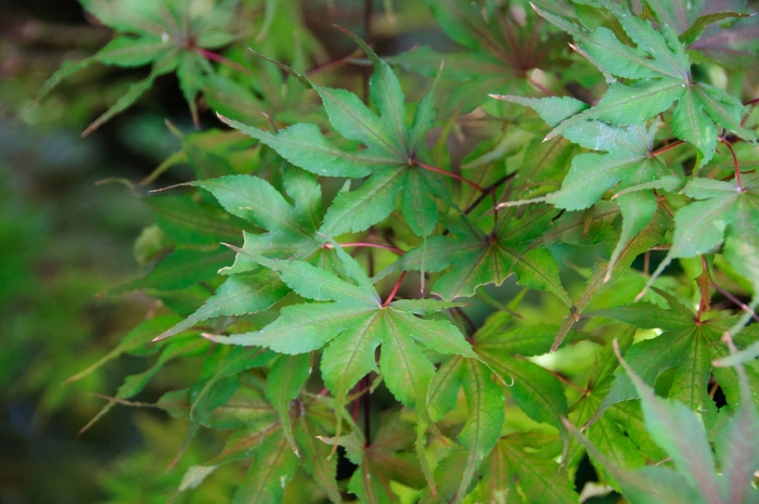 Purple Ghost Japanese Maple - Acer palmatum 'Purple Ghost' from Kings Garden Center