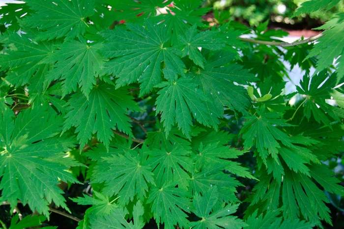 Rising Sun Full Moon Maple - Acer japonicum 'Rising Sun' from Kings Garden Center