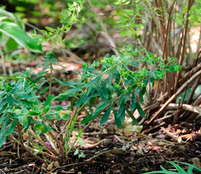 Tiny Tim Cushion Spurge - Euphorbia x martinii 'Tiny Tim' from Kings Garden Center