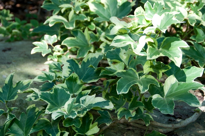 Tree Ivy - Fatshedera lizei 'Angyo Star' from Kings Garden Center