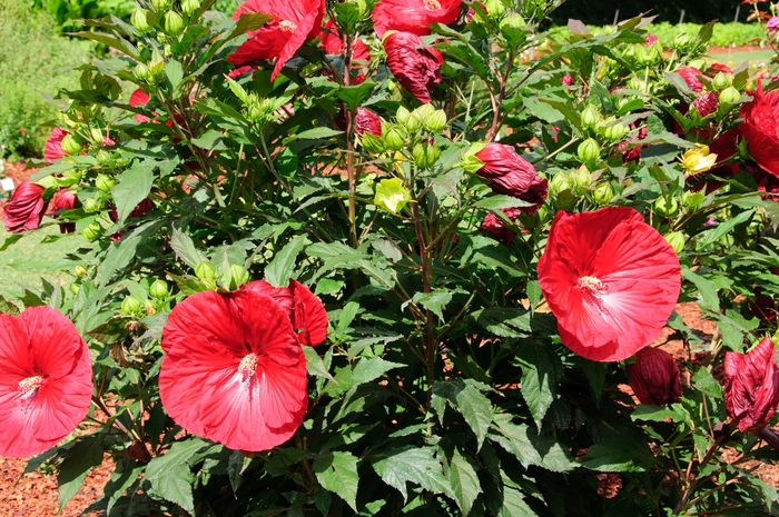 Summerific® Rose Mallow - Hibiscus 'Cranberry Crush' from Kings Garden Center