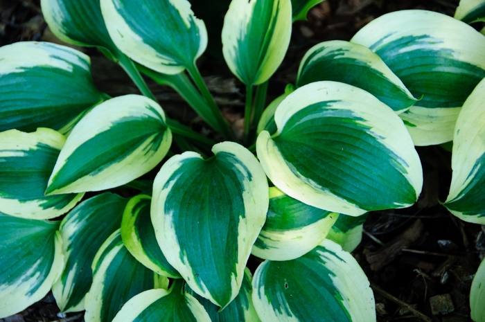 Shadowland® Autumn Frost Hosta - Hosta 'Shadowland Autumn Frost' from Kings Garden Center