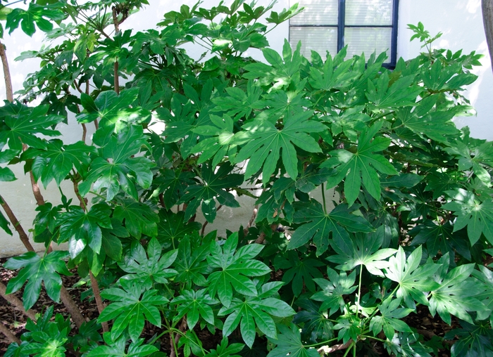 Fatsia - Fatsia japonica from Kings Garden Center