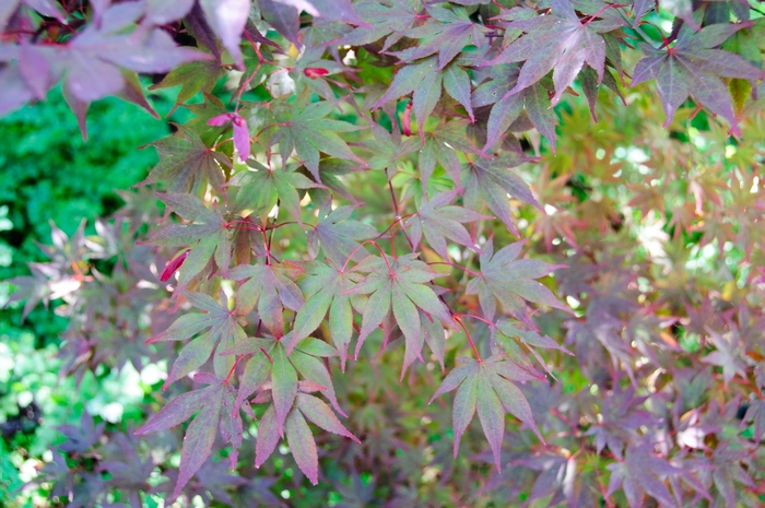 Fireglow Japanese Maple - Acer palmatum from Kings Garden Center