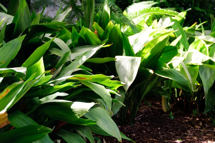 Cast Iron Plant - Aspidistra elatior from Kings Garden Center