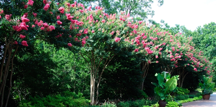 Tuskarora Crapemyrtle - Lagerstroemia indica 'Tuscarora' from Kings Garden Center