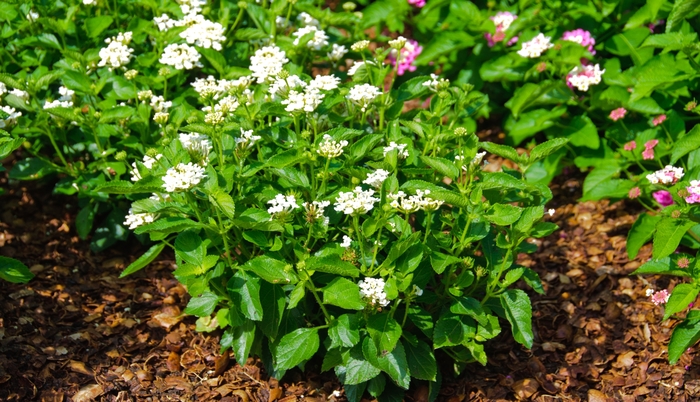 Luscious ® Lantana - Lantana camara 'Pina Colada' from Kings Garden Center