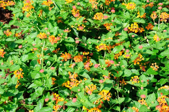 Luscious ® Lantana - Lantana camara 'Marmalade' from Kings Garden Center