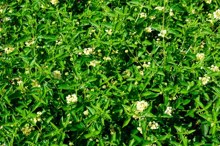 Luscious ® Lantana - Lantana camara 'Lemonade' from Kings Garden Center