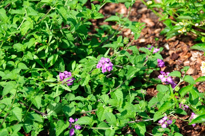 Luscious ® Lantana - Lantana camara 'Luscious Grape' from Kings Garden Center