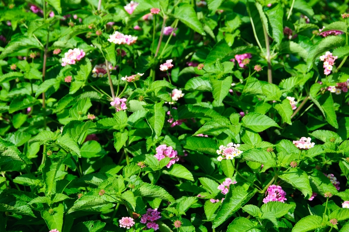 Luscious ® Lantana - Lantana camara 'Luscious® Pinkberry Blend' from Kings Garden Center