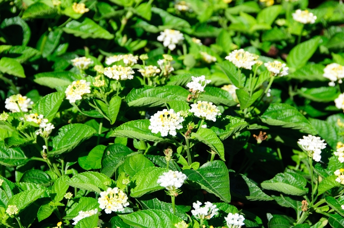 Lucky Lemon Glow Lantana - Lantana Lucky Lemon Glow from Kings Garden Center