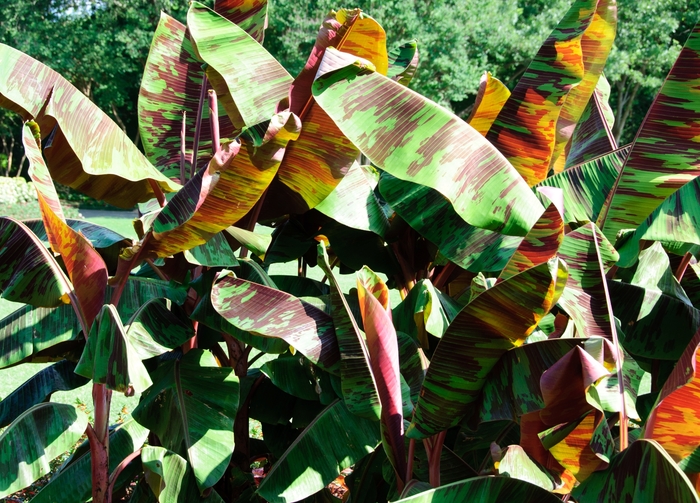 Blood Banana - Musa 'Rojo' from Kings Garden Center