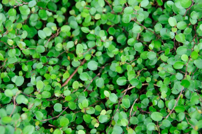 Creeping Wire Vine - Muehlenbeckia axillaris from Kings Garden Center