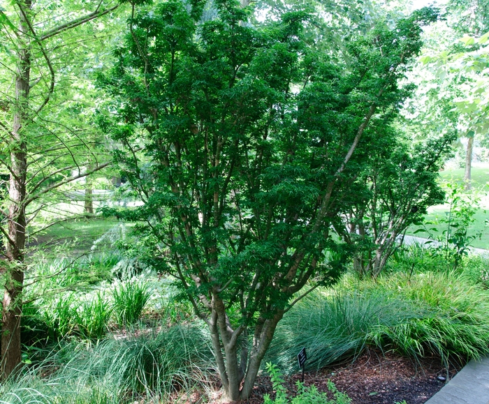 Japanese Maple Shishigashira - Acer palmatum 'Shishigashira' from Kings Garden Center