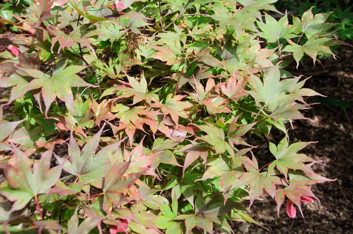 Japanese Maple Bloodgood - Acer palmatum from Kings Garden Center
