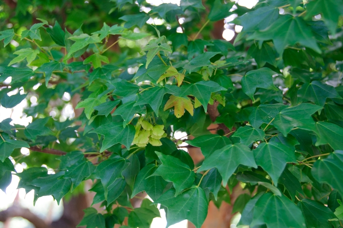 Trident Maple - Acer buergerianum 'Trident' from Kings Garden Center