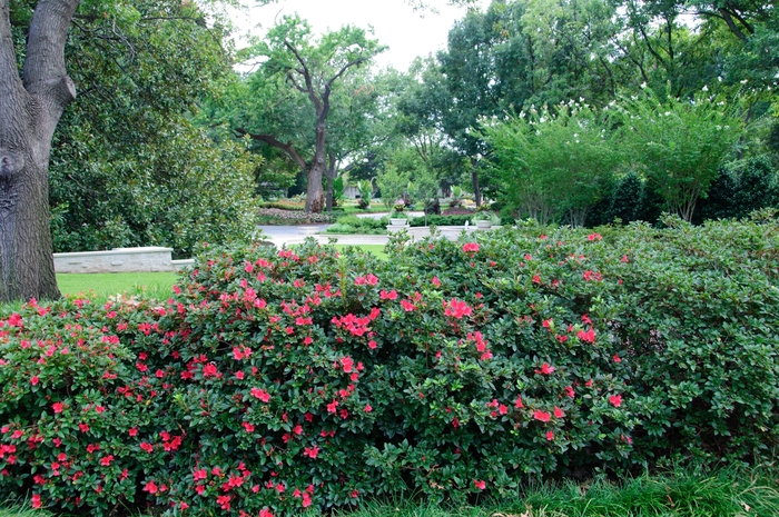 Encore® Azalea - Rhododendron 'Autumn Ruby™' from Kings Garden Center