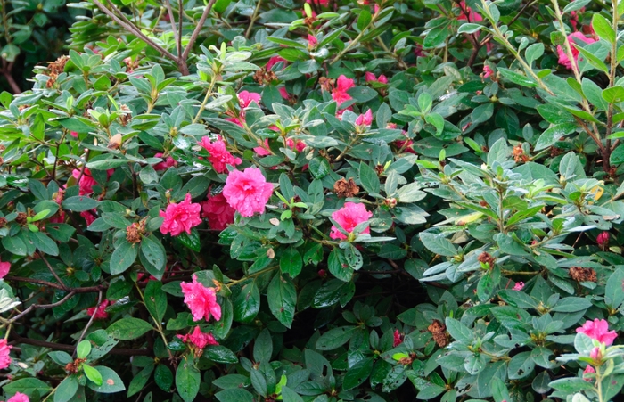 Encore® Azalea - Rhododendron 'Autumn Rouge™' from Kings Garden Center