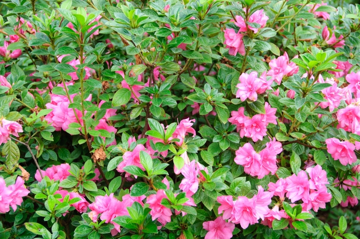 Encore® Azalea - Rhododendron x Autumn Carnation™ from Kings Garden Center