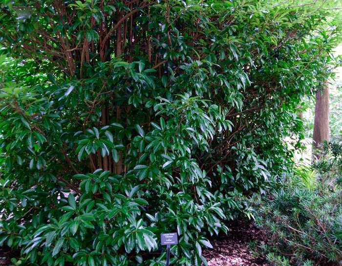 Chindo Viburnum - Viburnum awabuki 'Chindo' from Kings Garden Center