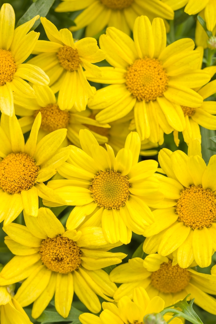 Golden Butterfly® - Argyranthemum frutescens from Kings Garden Center