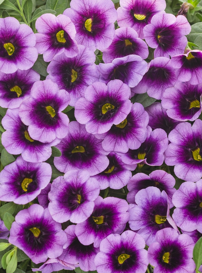 Superbells® Million Bells - Calibrachoa 'Blue Moon Punch™' from Kings Garden Center