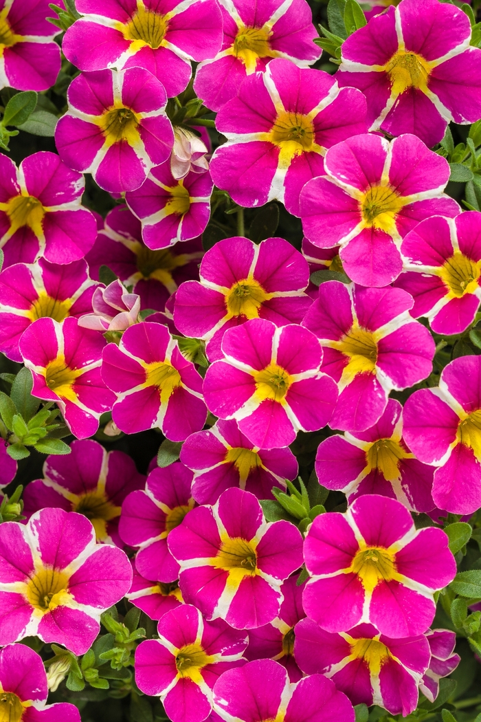 Calibrachoa 'Rising Star™' Superbells® Million Bells Kings Garden