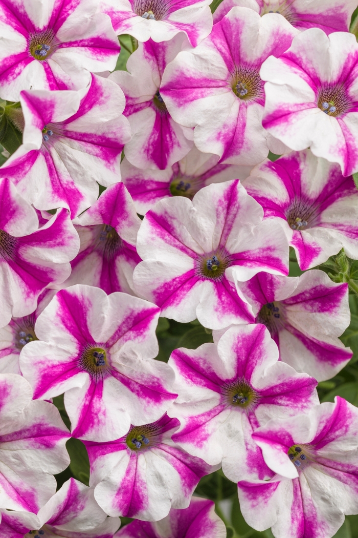 Supertunia® Petunia - Petunia 'Lovie Dovie™' from Kings Garden Center