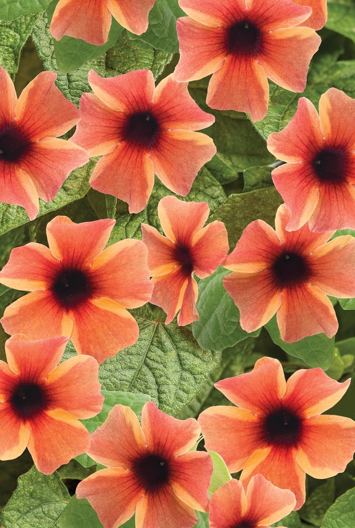 A-Peel® Black-Eyed Susan Vine - Thunbergia alata 'Tangerine Slice' from Kings Garden Center