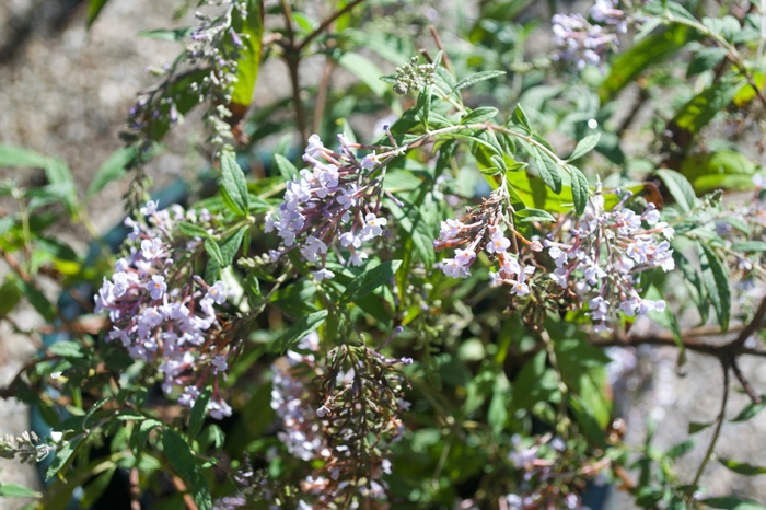 Butterfly Bush - Buddleia 'Wisteria Lane' from Kings Garden Center