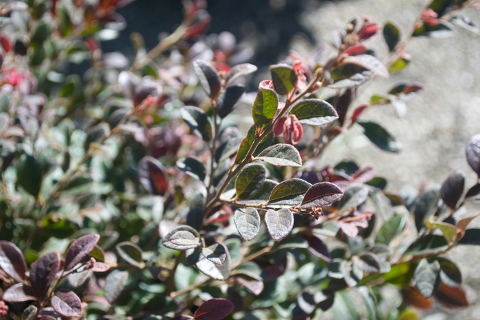 Daruma Loropetalum - Loropetalum chinensis 'Daruma' from Kings Garden Center