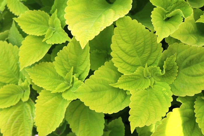 Main Street Coleus - Coleus 'Chartres Street' from Kings Garden Center