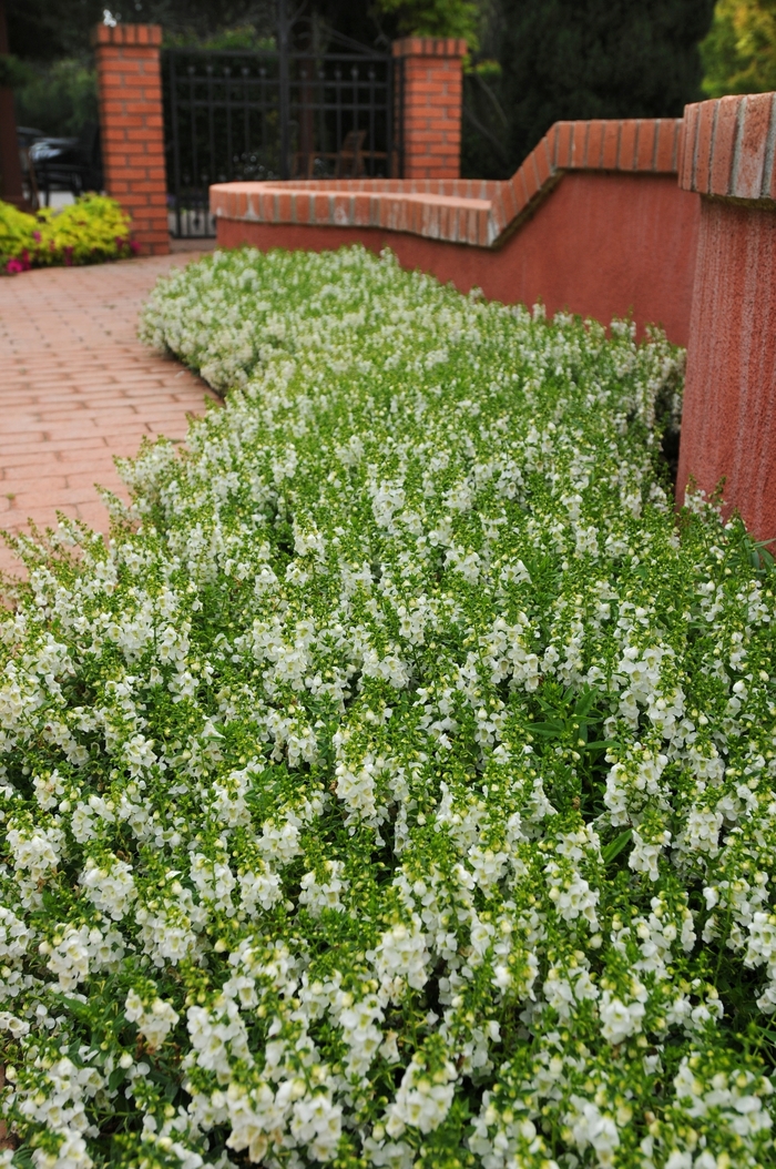 Summer Snapdragon - Angelonia angustifolia 'Serenita™ White' from Kings Garden Center