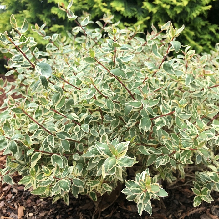 Radiance Abelia - Abelia x grandiflora 'Radiance' from Kings Garden Center