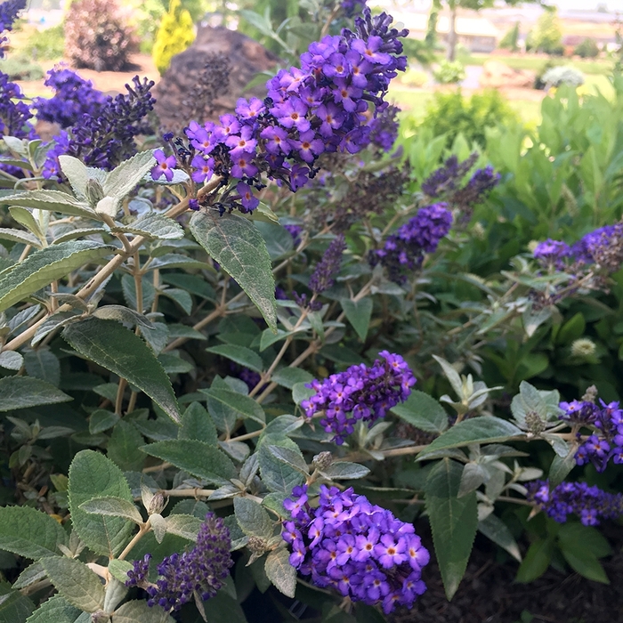 'True Blue' Butterfly Bush - Buddleia from Kings Garden Center