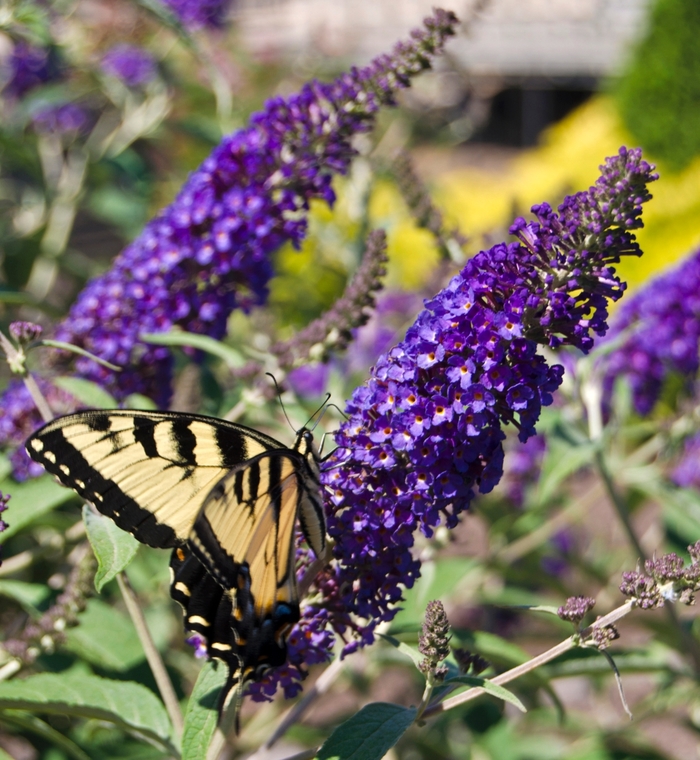 Butterfly Bush - Buddleia x 'Asian Moon' from Kings Garden Center