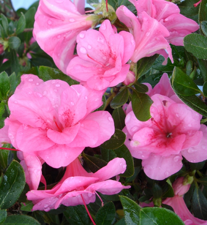 ReBLOOM™ Azalea - Rhododendron x 'Cherry Pink Prestige' from Kings Garden Center