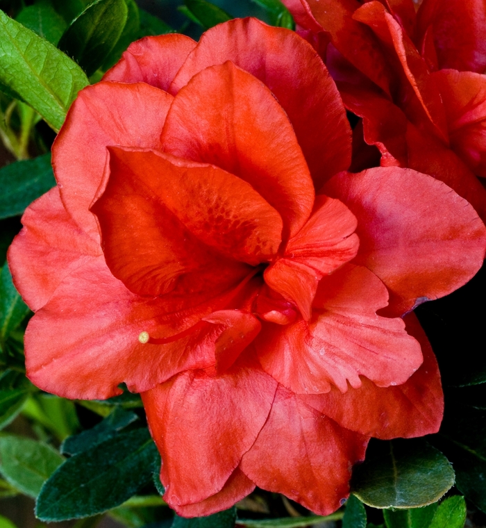 ReBloom™ Coral Amazement™ - Rhododendron hybrid from Kings Garden Center